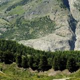 Nelle foreste svizzere l’alta quota protegge sempre meno dalla siccità