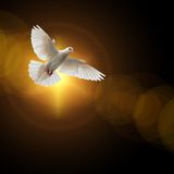 O Holy Spirit Enter In (LSB 913)