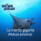 ep 12 La manta gigante (Mobula birostris)