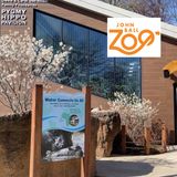 New Pygmy Hippo exhibit to open this Spring at John Ball Zoo