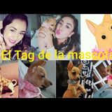 EL TAG DE LA MASCOTA 💗🐶mi linda chihuahua #chihuahua