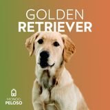 Golden Retriever - Tutto quello che devi sapere - Mondo Peloso