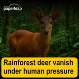 Rainforest deer vanish under human pressure