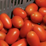 Modelo Productivo de Tomate bajo condiciones protegidas para Antioquia