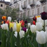 La meraviglia di Messer Tulipano a disposizione della Città di Torino e online per tutti e tutte