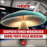 Scoperto Fungo Miracoloso: Aprirà Nuove Porte Nella Medicina!
