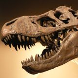 Cosmic Queries – Dinosaur Discoveries with Kimberly Chapelle
