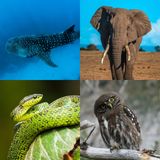 Las Formas de la Vida: 8- Huesos, Músculos y Cerebro #ciencia #biologia #documental #podcast