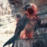 Vultures collected this for 700 years