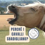 Perchè i cavalli sbadigliano?
