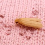 Your Essential Guide to Eliminating Clothes Moths