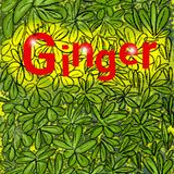 Ginger - Ediz Stargatto