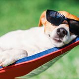 Ecología para todos: Los señores de los perros