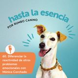 60. Cómo diferenciar la reactividad de otros problemas emocionales, con Mónica Corchado