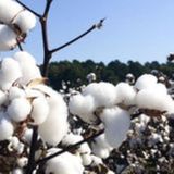 Algodão: Chicago pressionada e redução de área na China e EUA | BBcast Agro - 24/02/2026