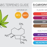 420 Doctors Ask Their Patients To Go For This Terpene. Here’s Why