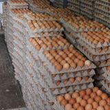 Avicultores donan un millón de huevos