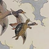 De schildpad en de eenden | Aesopus Fabels