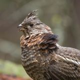 Ep. 18: Our Responsibility Saving the Ruffed Grouse