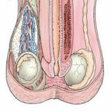 L'orgasme Masculin IV
