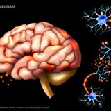 Cómo Prevenir Enfermedades Cerebrales Antes de que Sea Tarde | DRA. SORIVEL ÁLVAREZ LASSIS