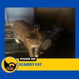 Episode 288: Scaredy Cat