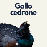 151 - Fuori Traccia: Gallo Cedrone