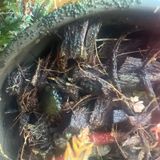 Episode 271 - Super airy potting media (and why it’s no good)