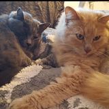 #carpi Compiti delle vacanze o gatti e cani?