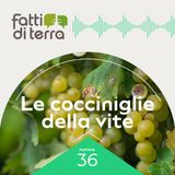 Le cocciniglie della Vite: Un Problema in Crescita