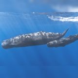 Voices from the Deep with Dr. Michelle Fournet and Dr. Ellen Garland