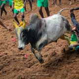 Jallikattu: il rito ancestrale che celebra uomo e toro nel Tamil Nadu