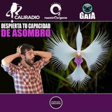 NUESTRO OXIGENO No importa tu edad, despierta tu capacidad de asombro