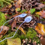 Felbrigg - Mushroom Bio-Sonification