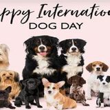 Giornata mondiale del cane: perché si festeggia il 26 agosto. Guida completa per viaggiare con il proprio amico a 4 zampe
