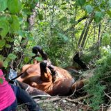 Il salvataggio di Scheggia: una cavalla in pericolo recuperata con l’elicottero dei pompieri