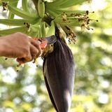 Prácticas culturales en el cultivo de plátano
