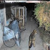 Avvistato un lupo in centro. Marsetti convoca un tavolo in Provincia. Video