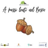 Le grandi querce del Bosco