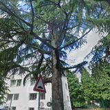 Domani alla scuola Battistella l’abbattimento di un grande cedro ammalorato