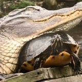 In Search Of "Mr. No Shoulders" -  Neutralizing Charleston's Alligators And Snakes