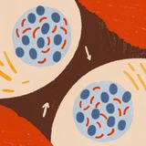 The Truth About Cellular Reprogramming and David Sinclair’s 75% Age Reversal Claim