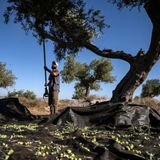 Rooted as the olive trees: Palestinian farmers' fight against land theft in the West Bank