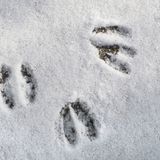 17 | The Mystery of the Devonshire Footprints