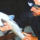 Diego Cardeñosa PhD - El estado de los tiburones en el mundo