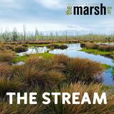 Wading into The Stream, a podcast from The Marsh