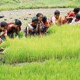 Degrado del suolo e crisi alimentare colpiscono il Bangladesh