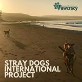 PAW 1x06: STRAY DOGS INTERNATIONAL PROJECT