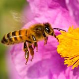 La importancia de las  abejas en el futuro de la humanidad