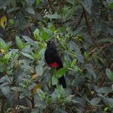Cauca, un santuario natural de aves por explorar: El aviturismo